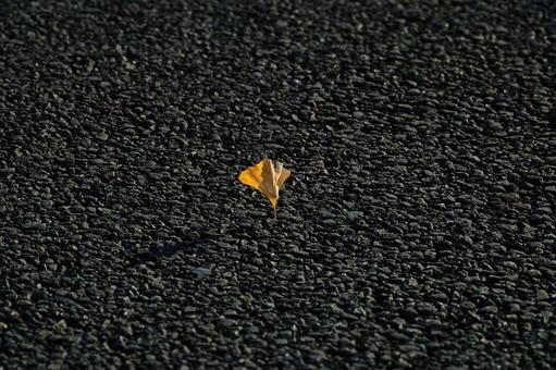 イチョウ イチョウ,銀杏,落葉の写真素材