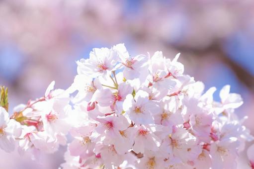 桜39 桜39 桜,さくら,サクラの写真素材