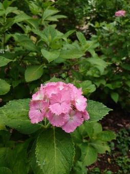 紫陽花の写真