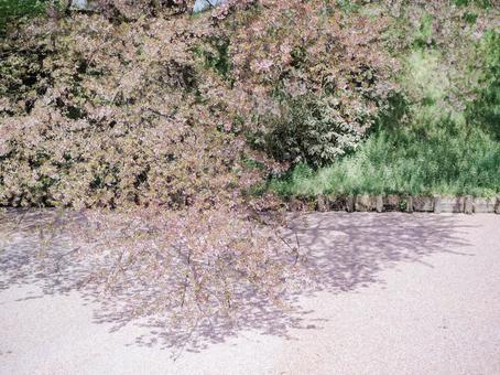 桜の絨毯 春,サクラ,さくらの写真素材