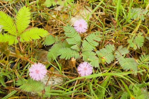 オジギソウのピンク色の花　ネパール オジギソウ,ネムリグサ,含羞草の写真素材