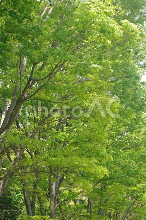 日差しを浴びる緑 緑,樹木,葉の写真素材