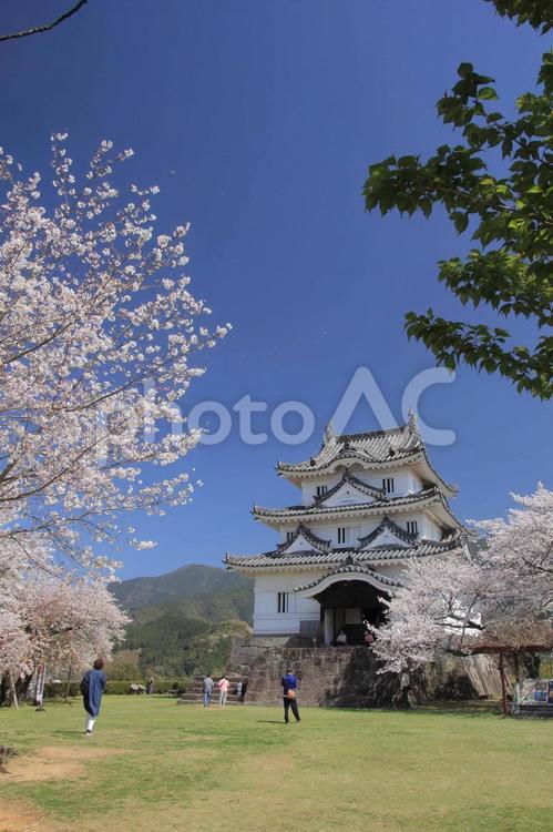 愛媛県　宇和島城と満開の桜 宇和島城,天守閣,桜の写真素材