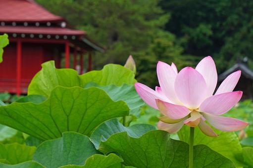 蓮の花 蓮の花 蓮,ハス,蓮の花の写真素材