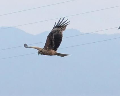 空を舞うトンビの写真