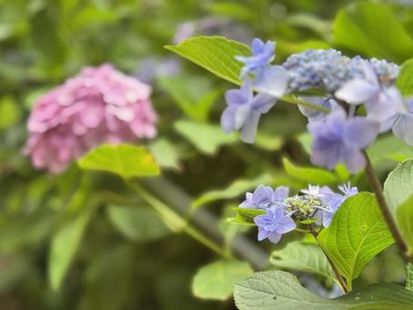Purple and pink hydrangea, JPG Purple and pink hydrangea, JPG