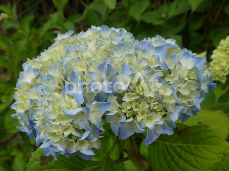 アジサイの花　2 あじさい,アジサイ,紫陽花の写真素材