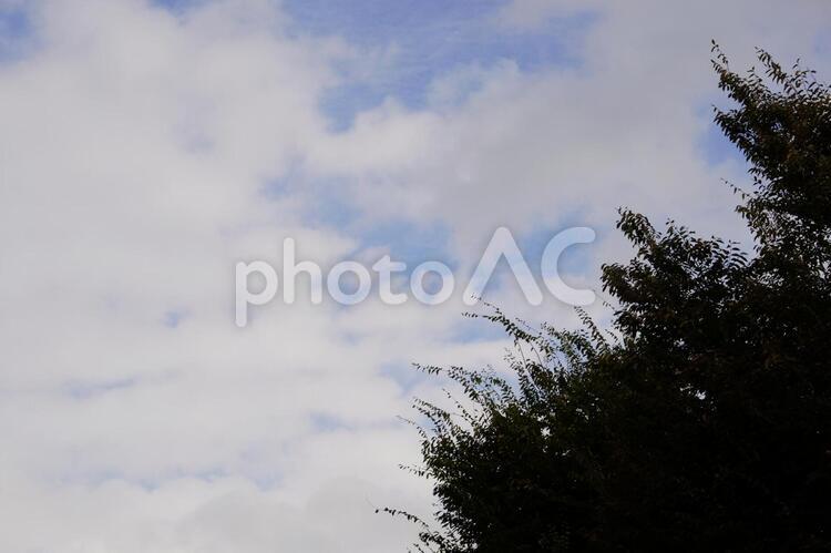 穏やかな秋を願う 空,曇り空,木の写真素材