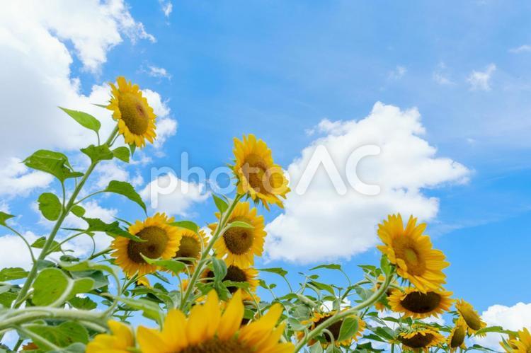青空に映えるひまわり畑 向日葵,花,花びらの写真素材