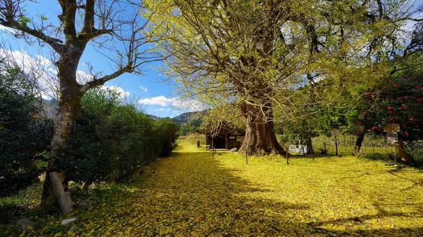 秋の訪れ イチョウ,銀杏,秋の写真素材