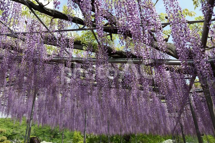 あしかがフラワーパークの藤の花 藤,あしかがフラワーパーク,春の写真素材