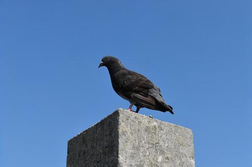 鳩 鳩,ドバト,カワラバトの写真素材