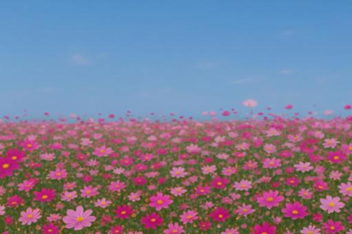 一面に咲き乱れるの秋桜 一面に咲き乱れるの秋桜の写真