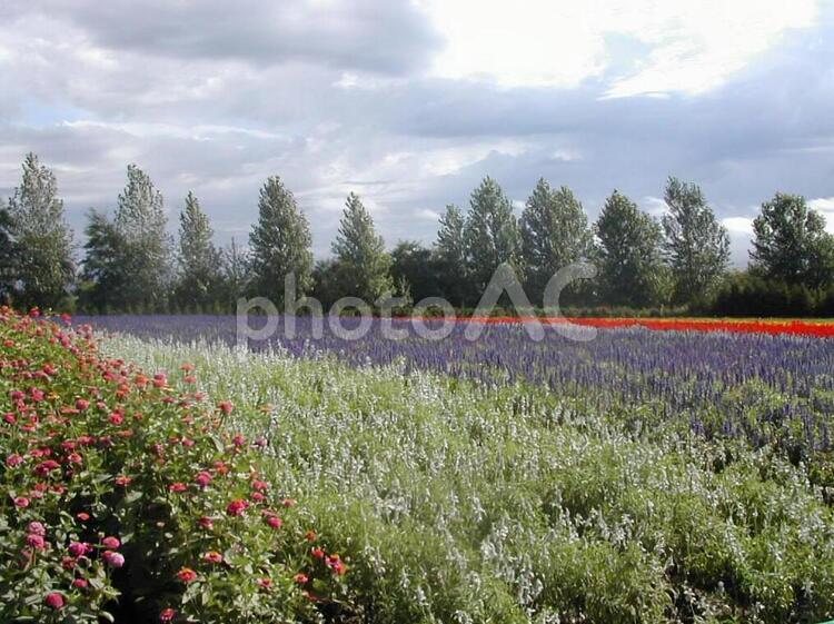 富良野の花畑 富良野,ラベンダー,畑の写真素材