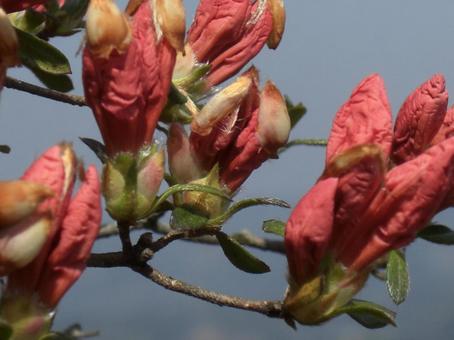 ツツジ-7 ツツジ-7の写真