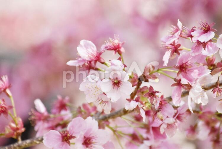 ピンク色の桜の枝 桜,花,春の写真素材