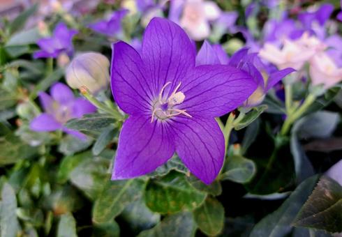 綺麗に咲いた青色の桔梗の花 綺麗に咲いた青色の桔梗の花 桔梗,花,草花の写真素材