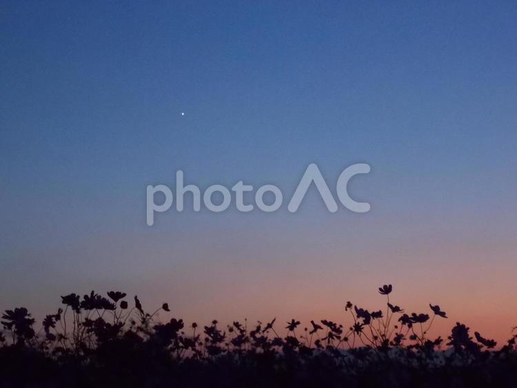 秋桜畑を眺める金星 金星,一番星,秋桜畑の写真素材