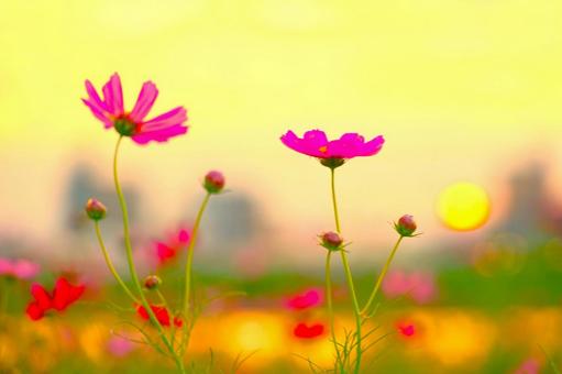 夕日とCOSMOS(花&蕾) 夕日とCOSMOS(花&蕾) コスモス,夕方,夕日の写真素材