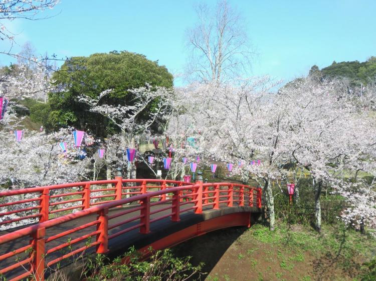 小見川城山公園内のあかばし 小見川城山公園,あかばし,桜の写真素材