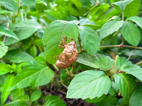 葉っぱに残るセミの抜け殻 葉っぱに残るセミの抜け殻の写真