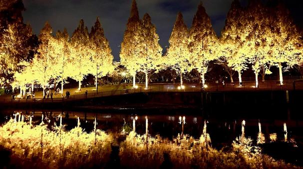 水辺にうつるメタセコイヤの写真