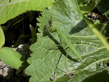 捕食中のカマキリ 02 捕食中のカマキリ 02の写真