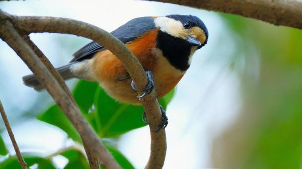 見下ろすヤマガラ 見下ろすヤマガラの写真