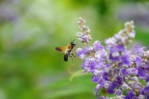 Photo, flower, bee, carrot carrot, 
