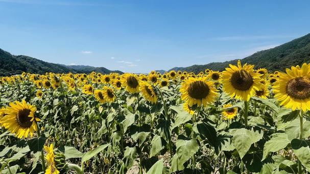 ひまわり畑 ひまわり畑 ひまわり,向日葵,背景の写真素材