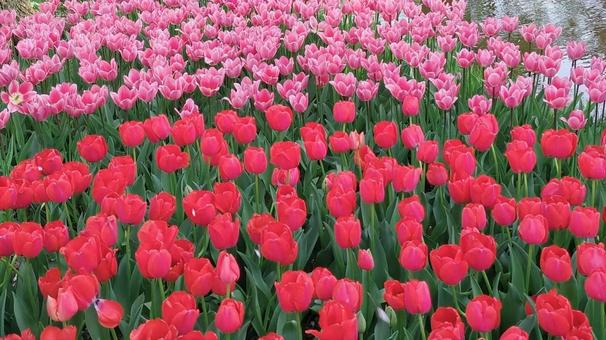 チューリップ　春の写真