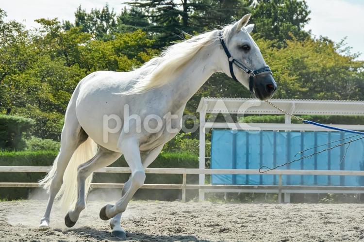 馬場を走る白馬 馬,白馬,ホースの写真素材