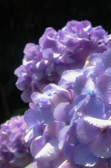 紫陽花 紫陽花の写真