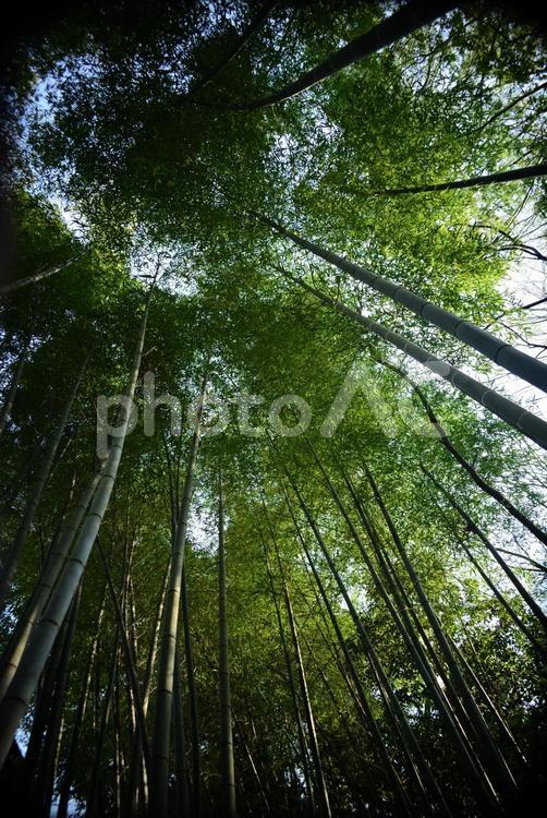 山を覆う植物 雑草,草,自然の写真素材