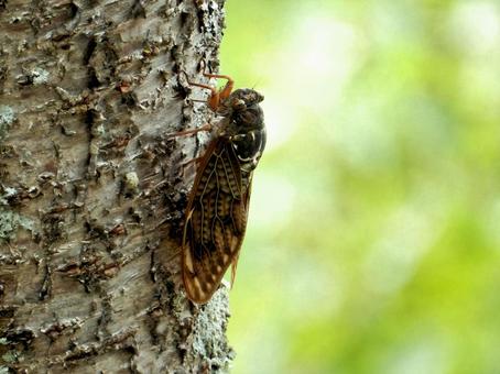 【昆虫写真】アブラゼミ(油蝉) 【昆虫写真】アブラゼミ(油蝉)の写真