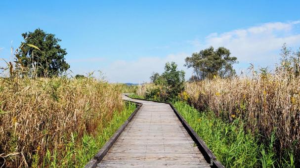 秋の霞ヶ浦総合公園・湖畔の葦(土浦市) 秋の霞ヶ浦総合公園・湖畔の葦(土浦市) 秋,霞ヶ浦総合公園,水生植物園の写真素材