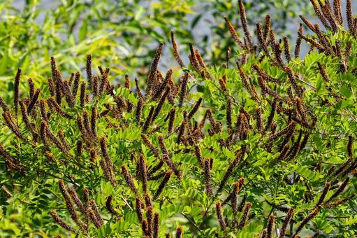 Photo, plant, itachihagi, early summer, 