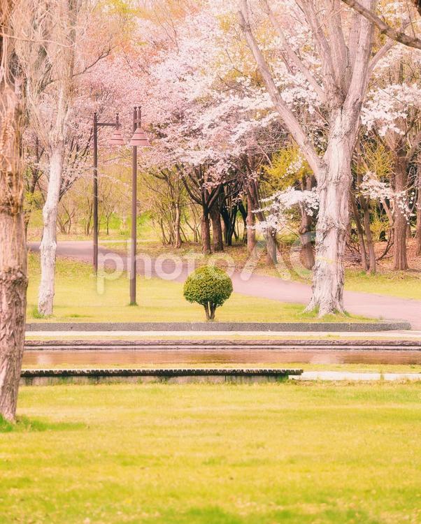 前田森林公園 桜のある風景 前田森林公園,桜,春の訪れの写真素材