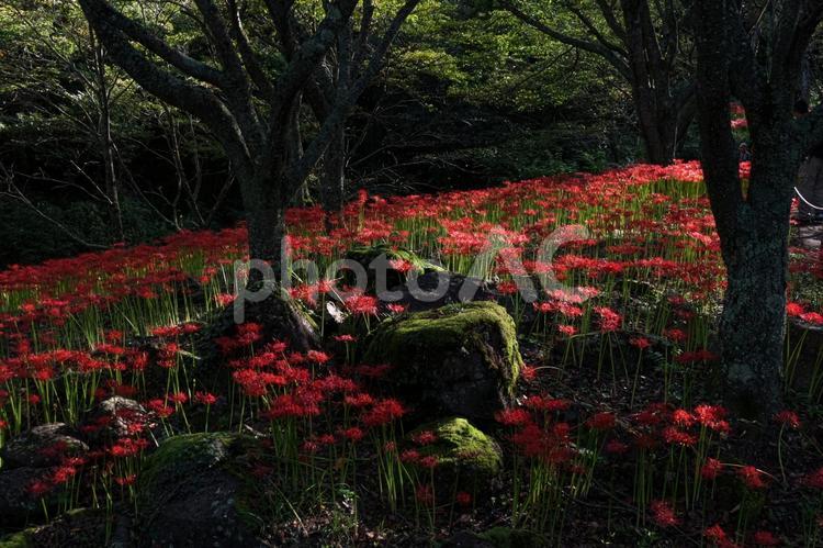 赤い彼岸花の群生 彼岸花,曼殊沙華,庭の写真素材