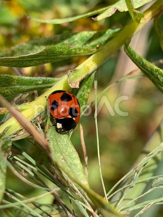 秋口のテントウムシ 自然,虫,葉の写真素材