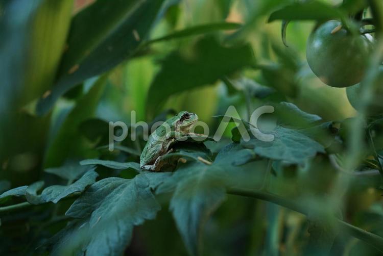 緑色のアマガエルとトマト③ アマガエル,緑,小さいの写真素材