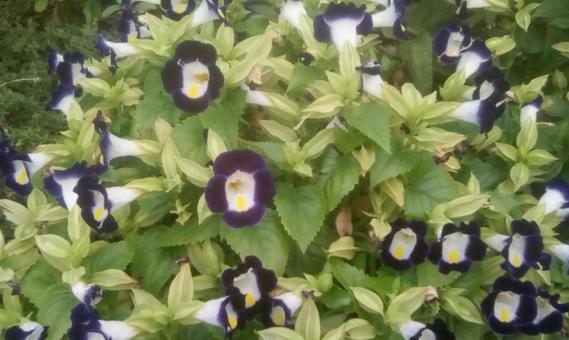 紫の花 紫の花の写真