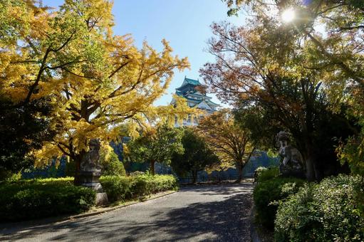 木々の間からみる大阪城天守閣 大阪城,天守閣,大阪城公園の写真素材