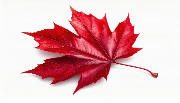 真紅のモミジの葉 白背景 真紅のモミジの葉 白背景の写真