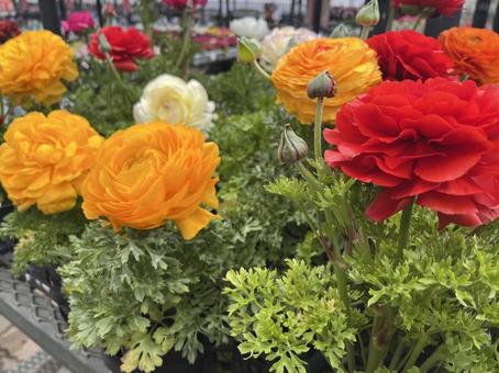 お花 お花 お花,花,フラワーの写真素材