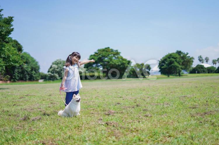 犬を散歩する小さな女の子 犬の散歩,元気,子犬の写真素材