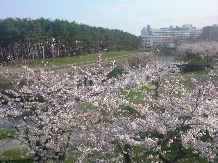 桜並木 桜,木,ピンクの写真素材