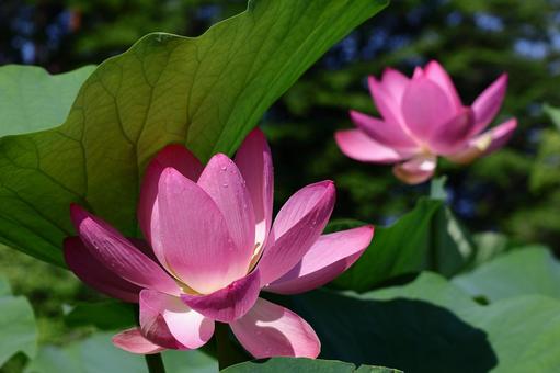 神聖な花 神聖な花 ハス,花,ハス科の植物の写真素材