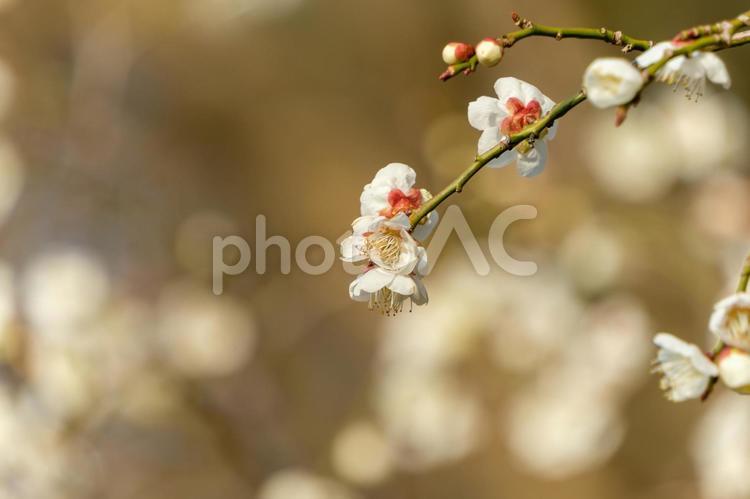 ふんわり咲いた白梅の花 梅,白,花の写真素材