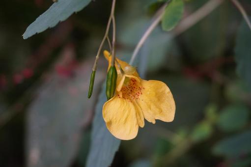 キツリフネ ツリフネソウ,つりふねそう,黄の写真素材